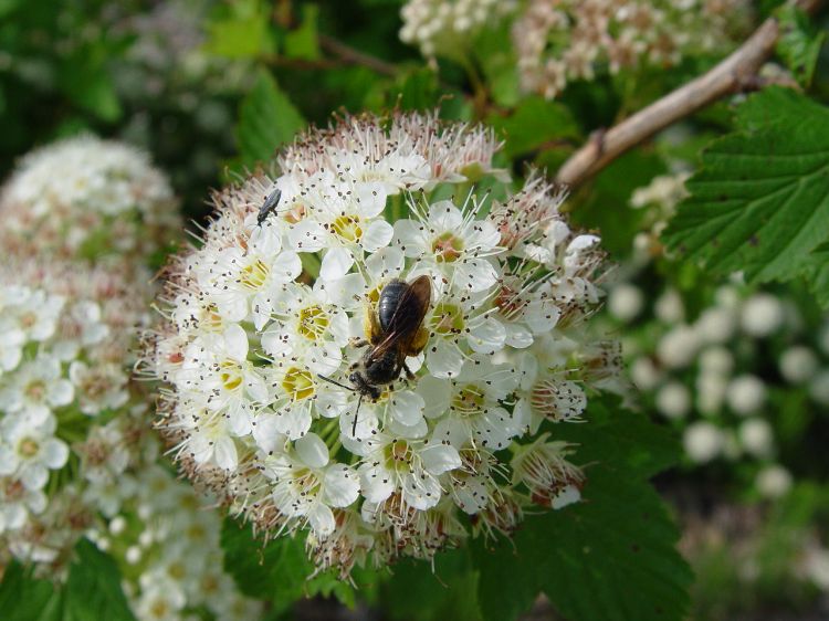 A bee pollinating a flower.