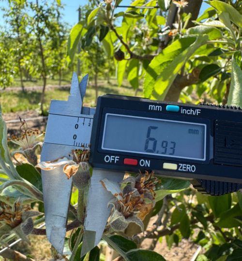 Digital calipers measuring the size of a small unripe apple fruit. The window on the calipers reads 
