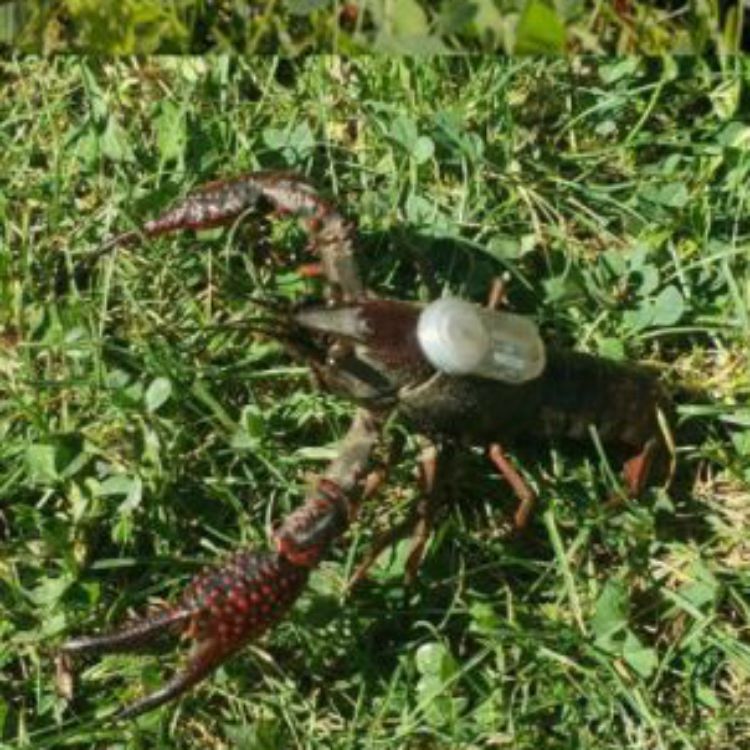 Crayfish with sensor