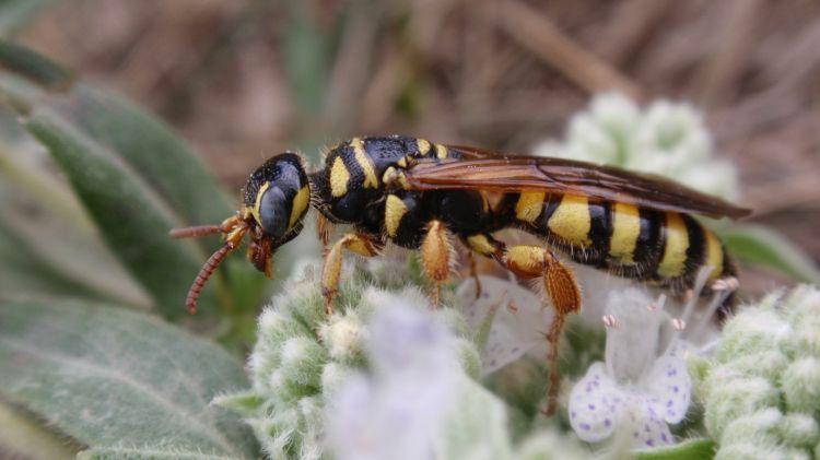 A five-banded thynnid wasp