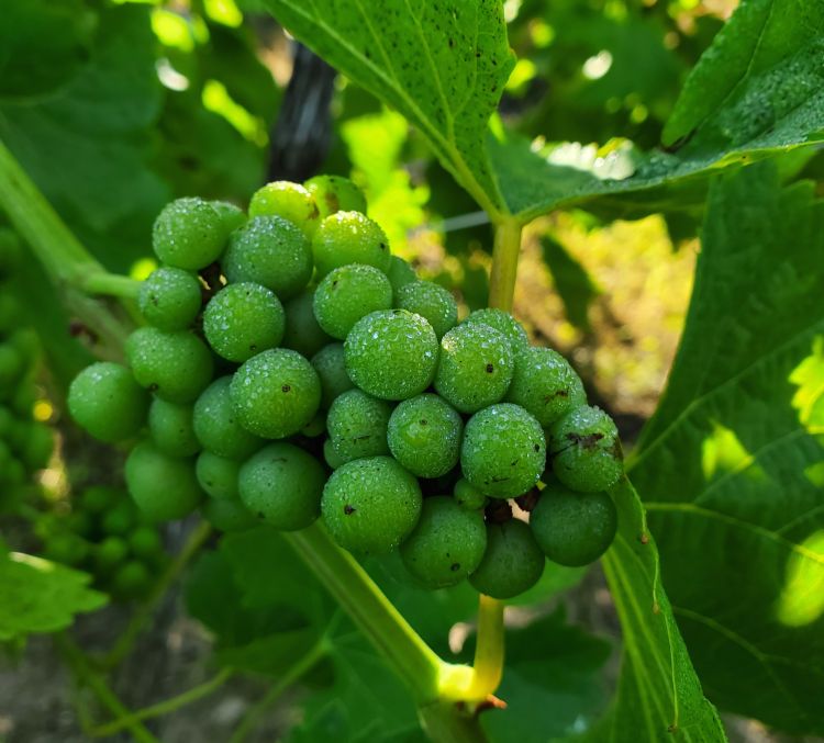 Dew on Vignoles grapes