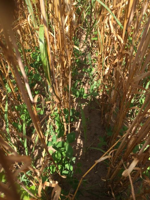 Clover underseeded in wheat.