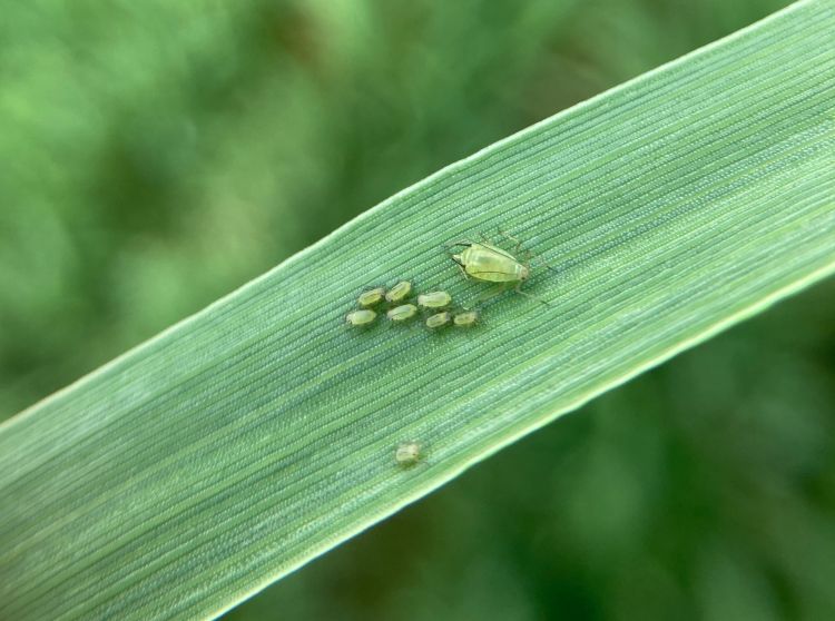 Close-up of a green aphid and several smaller aphids clustered on a wheat leaf. The insects are light green and translucent, blending with the smooth, ribbed texture of the leaf against a soft green background.