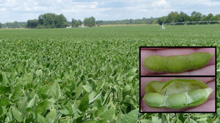 Soybean field.