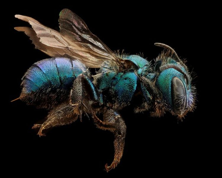 Mason bee, Osmia calla, found in Yosemite National Park in California. Photo by USGS Bee Inventory, Flickr.com.