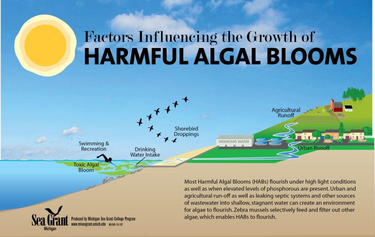 Graphic showing map of land and water meeting with farm shown on land with title: Factors Influencing the Growth of HABs: Nutrient application and runoff into nearby waterways are a cause of harmful algal blooms, but with proper planning, farmers can help keep applied nutrients on their fields and reduce nutrient runoff entering the Great Lakes.