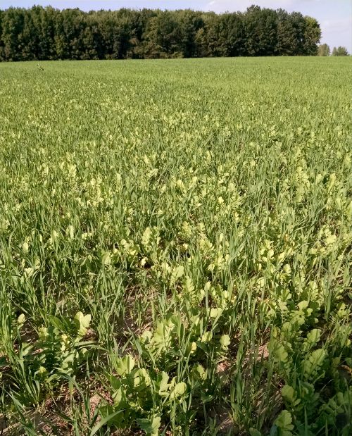 Oats and radish mix cover crop planted after wheat.