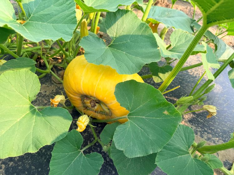 An orange pumpkin surrounded by its leaves.