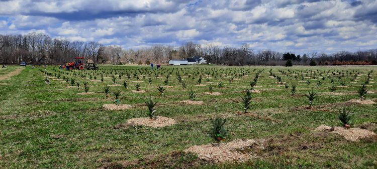 New Christmas tree plantings.