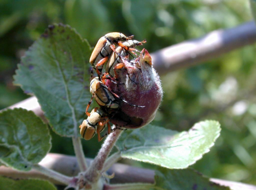  Adults are slender, long-legged and fawn-colored with a reddish-brown head and thorax. 