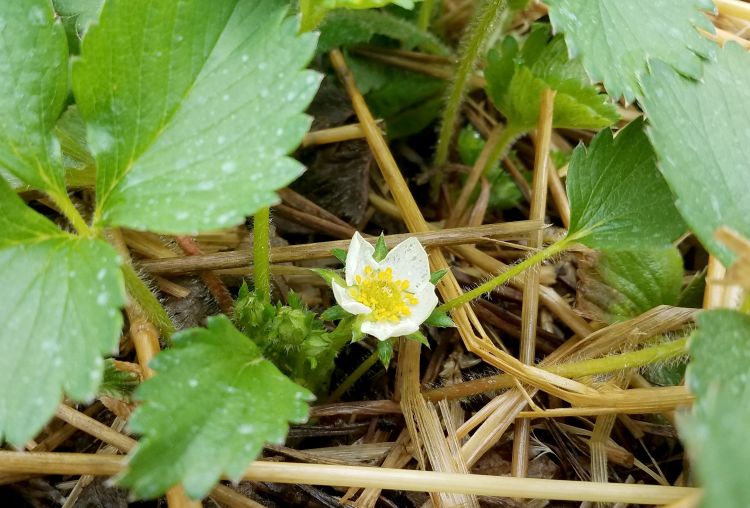 Strawberry flowers