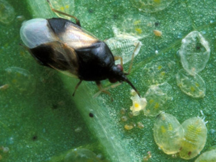 A minute pirate bug (Orius insidiosus) feeding on immature whiteflies.