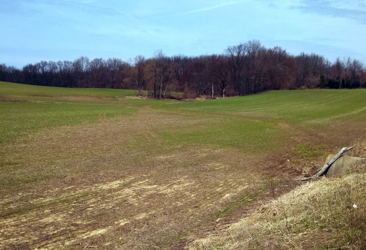 Wheat field in central Allegan County showing impact of standing water on wheat stands.