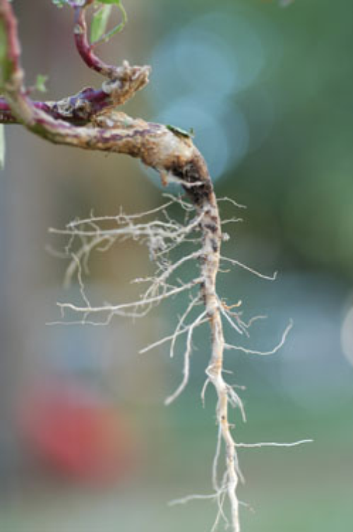  Common Lambsquarters4.jpg 