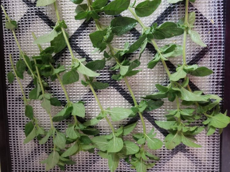 Oregano ready for drying.