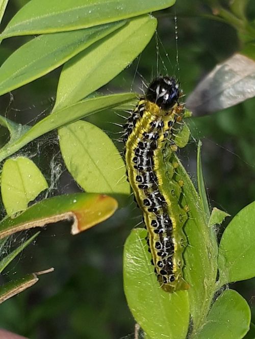 A box tree moth caterpillar on the leaves of a box wood shrub.