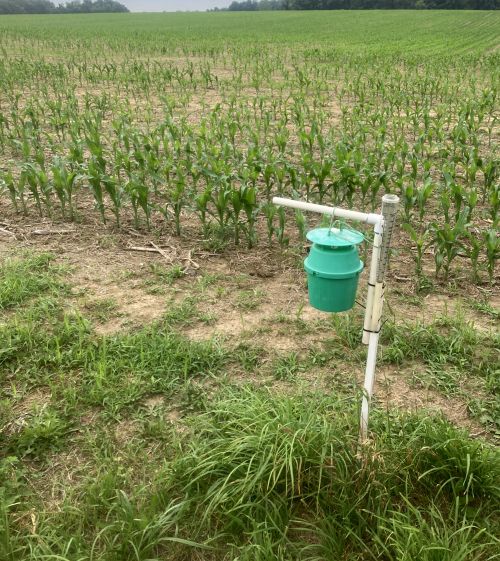 Green bucket insect trap mounted on a white PVC stand at the edge of a young corn field, with evenly spaced rows of short corn plants extending into the background.