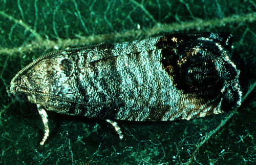 Adultâ€™s forewings are striped with fine, brown-gray lines and a distinctive bronze to brown-black oval spot at the tip. 