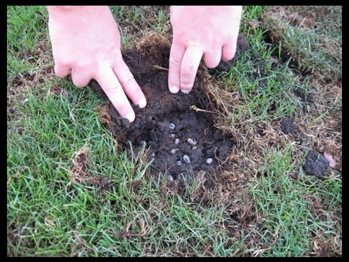 Grub In Turf Soil 