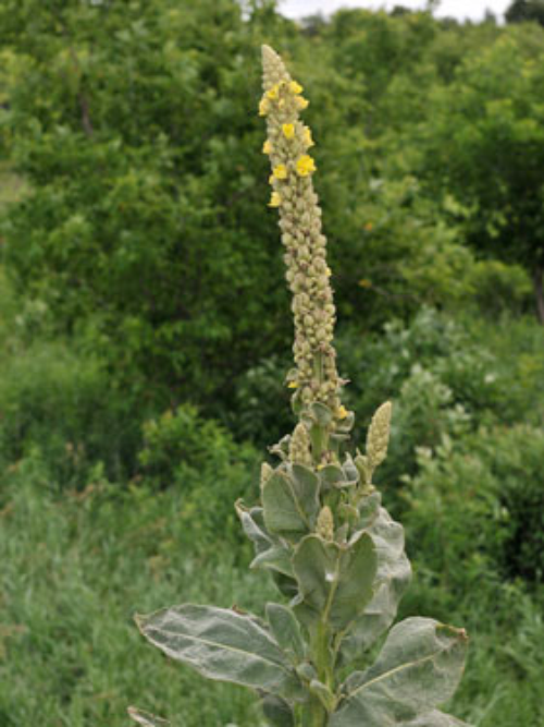  Common Mullein5.jpg 