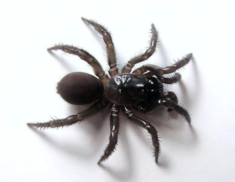 Antrodiaetus unicolor