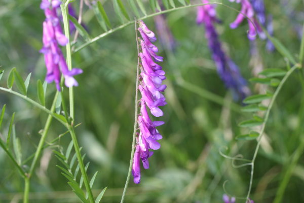 vetch flower