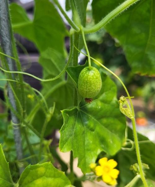 A cucamelon growing on a vine.