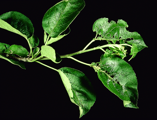 Larvae eat and fold leaves into a shelter.