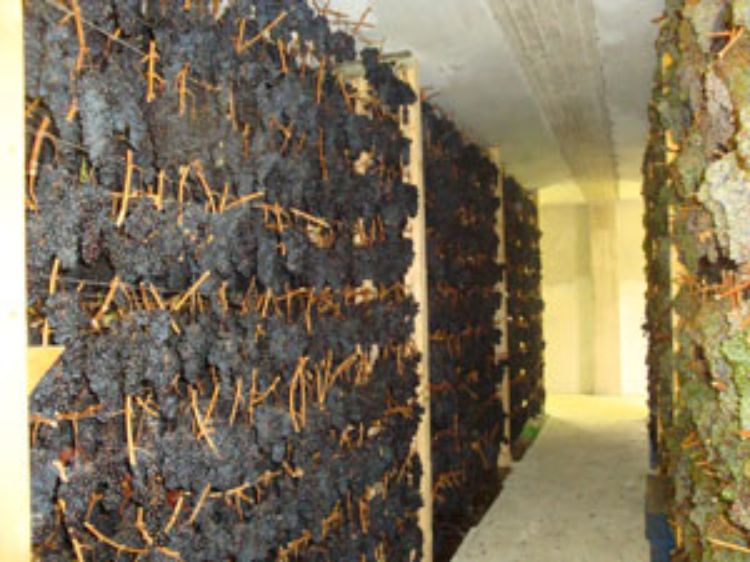 Grapes hanging after being harvested