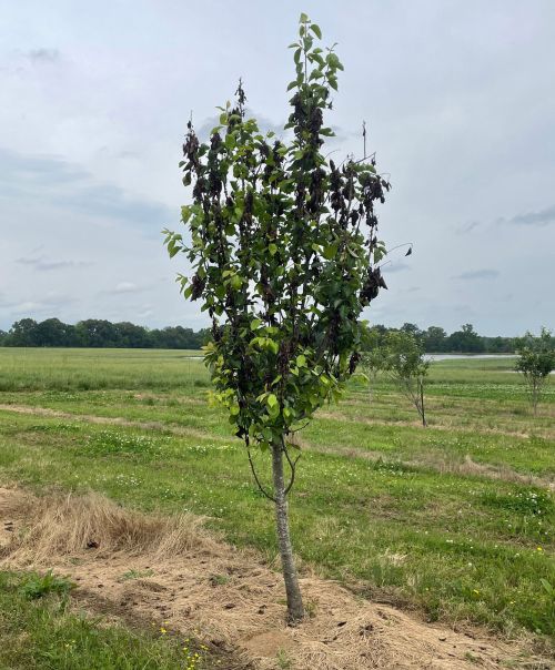 A pear tree infected with fire blight with wilted leaves.