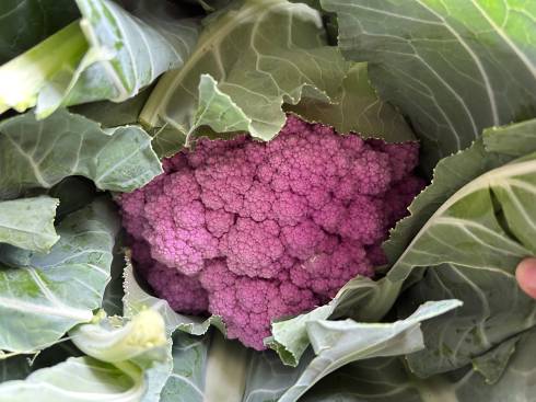 Beautiful cauliflower head.  Photo by Salta Mambetova, MSU Extension