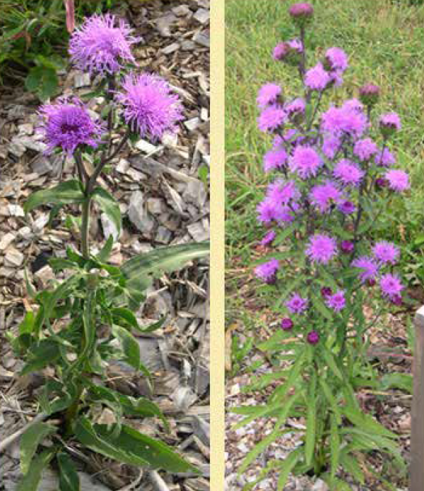 Rough blazing star