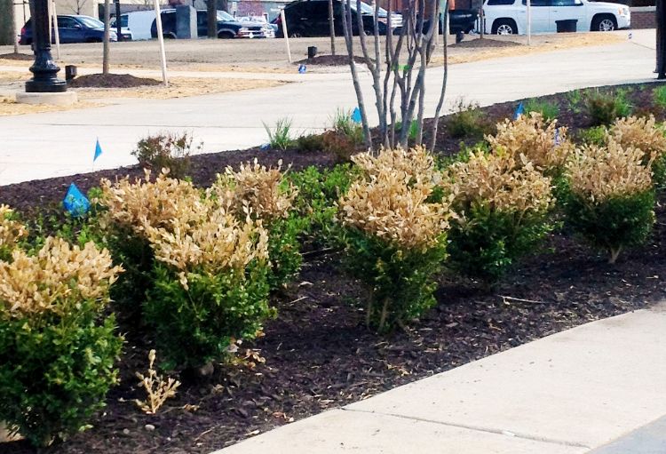 Photo 1. A “snowline” is indicative of winter injury on boxwood. Photo credit: Bob Bricault, MSU Extension