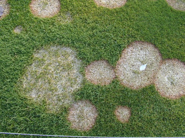 Close-up of turfgrass showing irregular, circular patches of bleached, tan grass surrounded by green turf, characteristic of Microdochium patch disease; some patches overlap and vary in size, with a faint whitish fungal growth visible on one area.