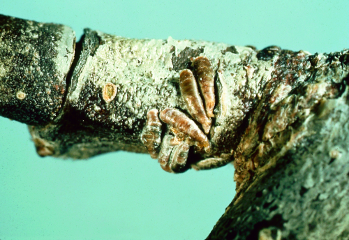  Immobile adult female remains under a small, brown, oyster shell-shaped scale. 