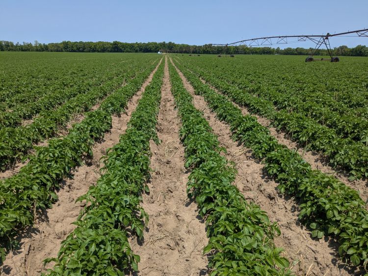 Several rows of potato plants in a field.