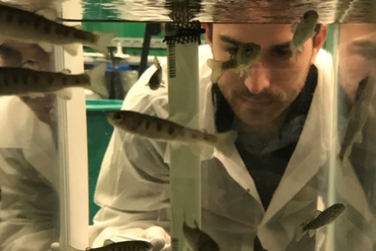 Christopher Knupp, a doctoral student in the MSU Aquatic Animal Disease Ecology Program, examines fish in a tank. This photo was taken before the novel coronavirus pandemic. Photo courtesy of Thomas Loch.