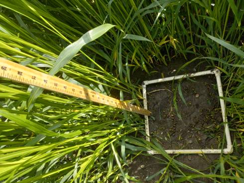 Sorghum-sudangrass growth as part of the 2025 cover crop demonstration plot at the Saginaw Valley Research and Education Center. Photo by Salta Mambetova, MSU Extension