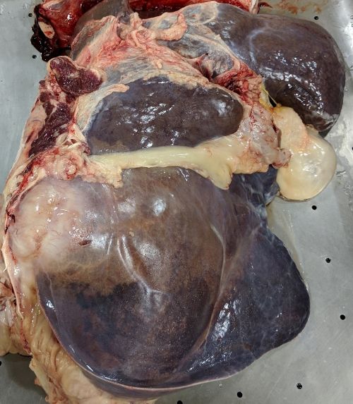 photo of an abscessed bovine liver. meat is grayish pink and fat ropes surround it