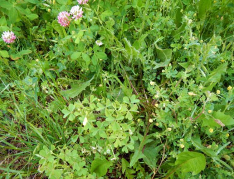 Clover, black medic and yellow woodsorrel in one patch of infested turf.