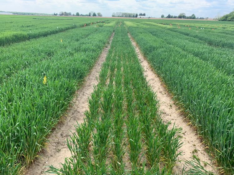 Winter wheat growing in a field.