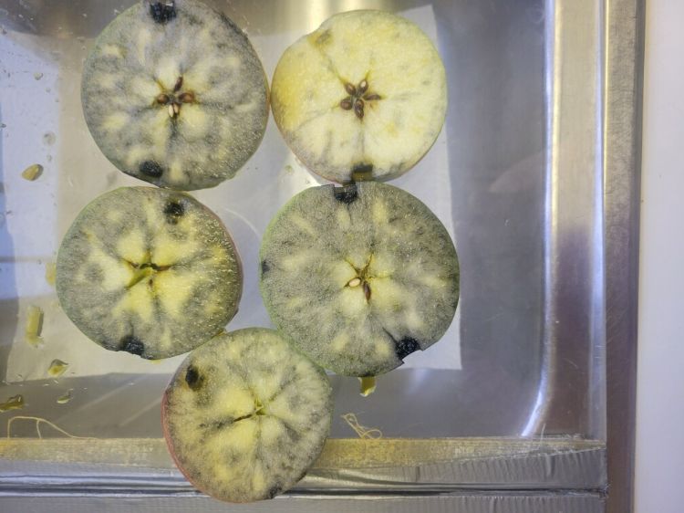 Apples cut in half sitting in a tray, treated with iodine to stain the starch blue.