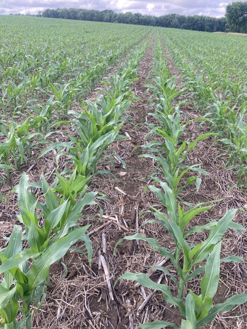 brown field with green spiky corn plants growing in rows