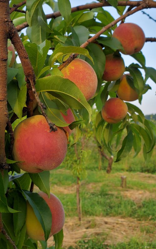 Peaches on a tree.