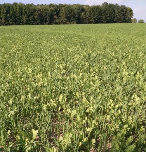 A growing oats and radish mix