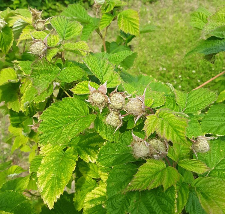 Summer raspberries in green fruit stage