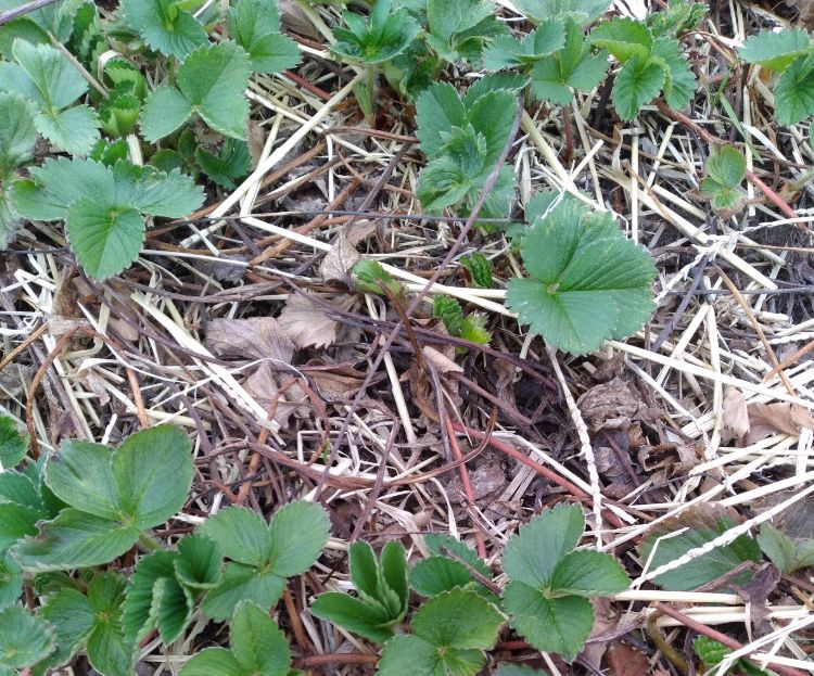 Strawberries coming out of the ground.