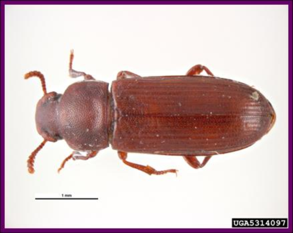 Flour beetle