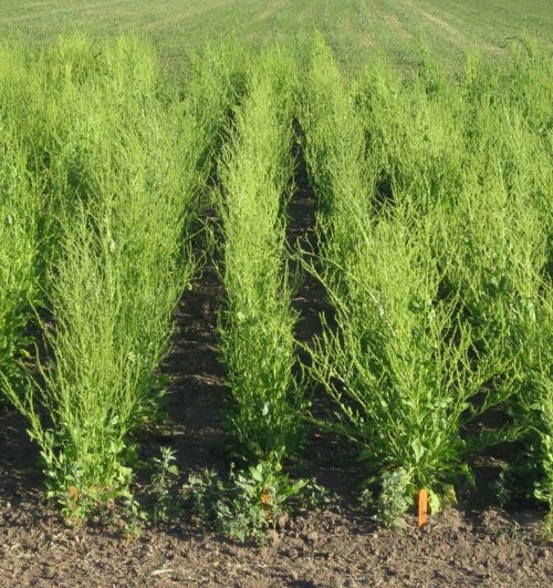 Breeding lines of sugarbeet bolting