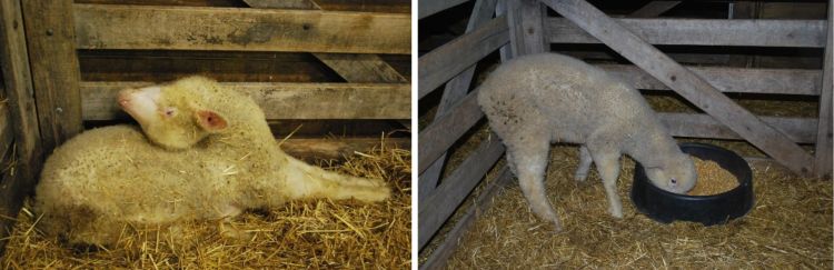 Two images of lambs.